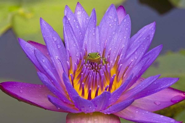 FL Green leaf frog inside purple water lily